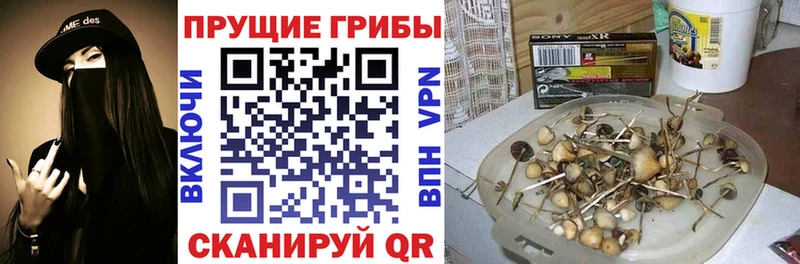 где купить наркоту  Темников  Псилоцибиновые грибы GOLDEN TEACHER 